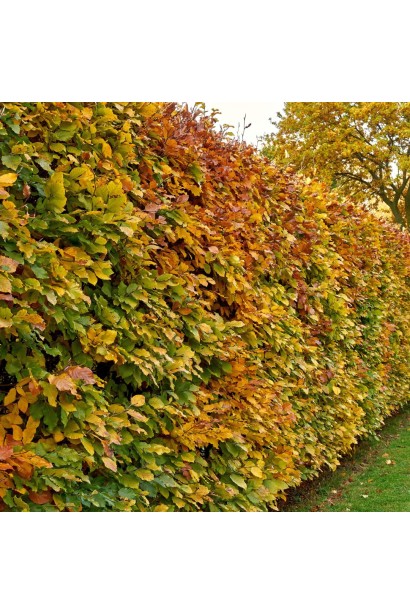 Жива огорожа з грабу звичайного залистяного до низу
